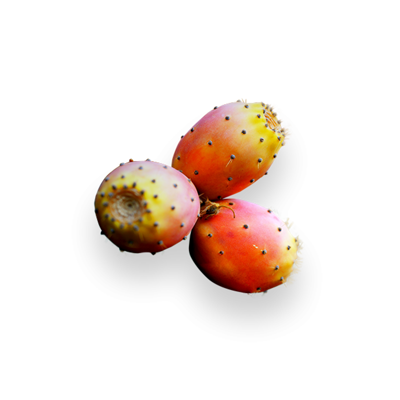 opuncie-mexick